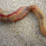 Marphysa sanguinea (pistiche). Jusqu'à 20 cm long