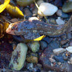 Une Blennie  attendant le retour de l'eau (8 cm)...
