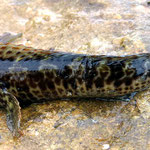 Blennie (Lipophrys pholis) ; 7 cm. Peut pratiquer la respiration aérienne, en prenant soin d'humecter ses branchies régulièrement. La blennie ne posséde pas d'écailles. Elle est recouverte d'un épais mucus qui la protège de la dessication