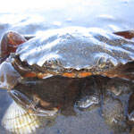Crabe enragé (Carcinus maenas), le plus courant du bassin avec le marbré, (8 cm)