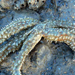 Une grosse astérie : Marthasterias glacialis (30 cm diamètre) entre les rochers