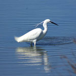 Aigrette garzette (Egretta garzetta). Sa silhouette et son cri disgracieux est bien connu des habitants du bassin. Il est difficile de repartir sans en avoir croisé au moins une. Taille : environ 60 centimètres pour un poids moyen de 500 à 600g.