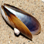 Mytilus edulis/galloprovincialis (Moule). Long : 8 cm