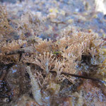 Scrupocellaria ou Crisiidae ?. Petits "arbustes" de 2 cm hauteur.
