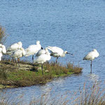 Spatule Blanche (Platalea leucorodia). Présente toute l’année, la petite population de spatule enchante les promeneurs. Son large bec lui permet de fouiller la vase pour y attraper des invertébrés et parfois quelques gros poissons…