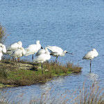 Spatule Blanche (Platalea leucorodia). Présente toute l’année, la petite population de spatule enchante les promeneurs. Son large bec lui permet de fouiller la vase pour y attraper des invertébrés et parfois quelques gros poissons…