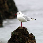 Mouette rieuse . C'est une espiègle qui change de robe avec les saisons. En été, on la reconnaît facilement avec son capuchon noir sur la tête, mais ensuite, elle perd cette teinte, ne subsiste alors qu’une petite tache derrière l'oeil..