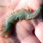 Harmothoe extenuata ? Long : 3,5 cm