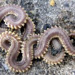 Ver inconnu (jusqu'à 15 cm long)
