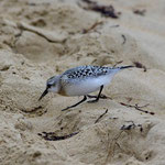 Bécasseau sanderling dans la dune.