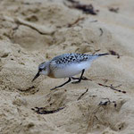 Bécasseau sanderling dans la dune.