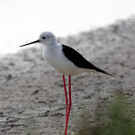 Échasse blanche. Taille : 40 cm.