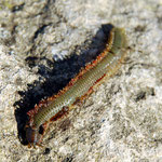 Autre Diopatra (vue dorsale) , 12 cm
