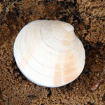 Dosinia exoleta. Diam : 5 cm