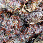 Xantho hydrophilus se confondant avec un tapis de bryozoaires
