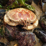Atelecyclus undecimdentatus. Crabe fouisseur. Long : 6 cm