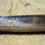 Couteau (Solen marginatus). 15 cm