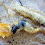 Chaetopterus variopedatus hors tube : Il est capable de régénération après autotomie (coupure volontaire de l'animal pour échapper aux prédateurs). Il fabrique un mucus très abondant à magnifique phosphorescence bleue