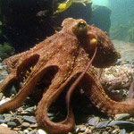 Poulpe (Octopus vulgaris). Taille max : 1, 10 m. Présent dans les empierrements d'Hortense.