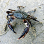 Crabe marbré (Pachygrapsus marmoratus) ; 5 cm long. Trés courant au Bassin.