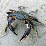 Crabe marbré (Pachygrapsus marmoratus) ; 5 cm long. Trés courant au Bassin.