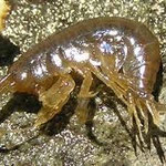 Puce de mer (Talitrus saltator). Mange des algues. Long : 1 cm, rare au bassin et pourtant trés commun dans les laisses de mer des plages atlantique. Le nettoyage incessant des plages et donc des laisses de mer expliquent en partie cette rareté