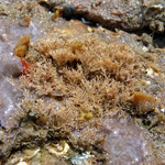 Crisia denticulata. Petits arbustes de 1 cm de hauteur mêlés à une ascidie encroûtante.