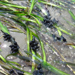 Ponte de seiche (raisins de mer) dans les zostères marines. Diam. d'un oeuf : 1 cm