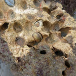Petricola lithophaga. Long : 2 cm. Vit dans les pierres calcaires, au sein d'alvéoles qu'il creuse à l'aide d'un acide qu'il sécrète.  