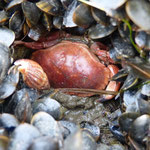 Jeune tourteau caché dans les moules