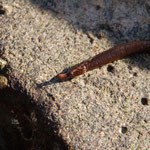 Syngnathe : Nerophis lumbriciformis. 20 cm long. S'enfonce dans la vase à marée basse. Peut aussi se trouver sous les pierres.