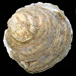 Ostrea edulis ("Gravette"). L'huitre plate est encore présente au bassin, même si elle e été décimé dans les années 1920 et remplacée pour l'ostréiculture par les huîtres creuses Crassostrea angulata et gigas