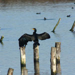 Grand cormoran (Phalacrocorax carbo). Redoutable pêcheur, il est souvent posé sur un piquet et on a longtemps cru qu'il séchait ses ailes. Cet attitude est en fait liée à un mode de régulation.