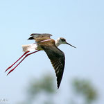 Échasse blanche (himantopus himantopus). L’échasse est présente toute l’année sur le Bassin. Ses jambes qui n’en finissent plus lui permettent d’aller chercher sa nourriture dans des eaux plus profondes, là ou les autres limicoles ne s’aventurent pas.