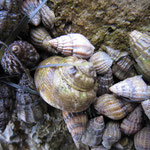 Gastéropodes : Nasses et Gibbula magus (au centre)