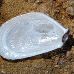 Valve ventrale