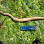 Sipuncula : Golfingia elongata (jusqu’à 25 cm long) : ressemble beaucoup au bibi mais plus élancé et ornementation maillée plus resserrée