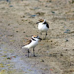 Gravelot à collier interrompue : (Charadrius alexandrinus) C’est un visiteur estival. Le long de l’estran, il ne cesse de courir entre les vagues pour attraper quelques talitres ou autres invertébrés