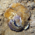 Valve dorsale