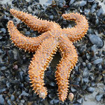 Marthasterias glacialis (30 cm diamètre) sur un banc de moules