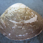 Mactra glauca. Diam : 8 cm