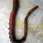 Arenicola marina (Arénicole). Ces vers ingèrent le sable contenant des micros-particules nutritives.