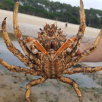 Araignée de mer verso