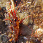 Détails d'une Lysmata, qualifiée aussi de crevette-nettoyeuse. 