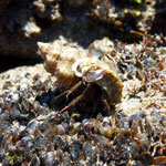 Bernard-l'ermite (Eupagurus bernhardus) est un crustacé qui a récupéré la coquille d'un gastéropode