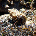 Bernard-l'ermite (Eupagurus bernhardus) est un crustacé qui a récupéré la coquille d'un gastéropode