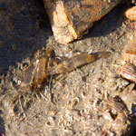 Crevettes roses (Palaemon serratus) délogées de leur abri (4 cm)