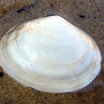 Scrobicularia plana