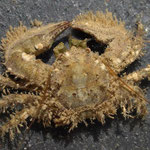 Détail de Porcellana platycheles ; de 0,5 cm à 1,5