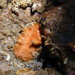 Plathelminthe : Stylochus pilidium ou planocera ; long. 4 cm